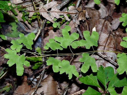 {Lygodium palmatum}